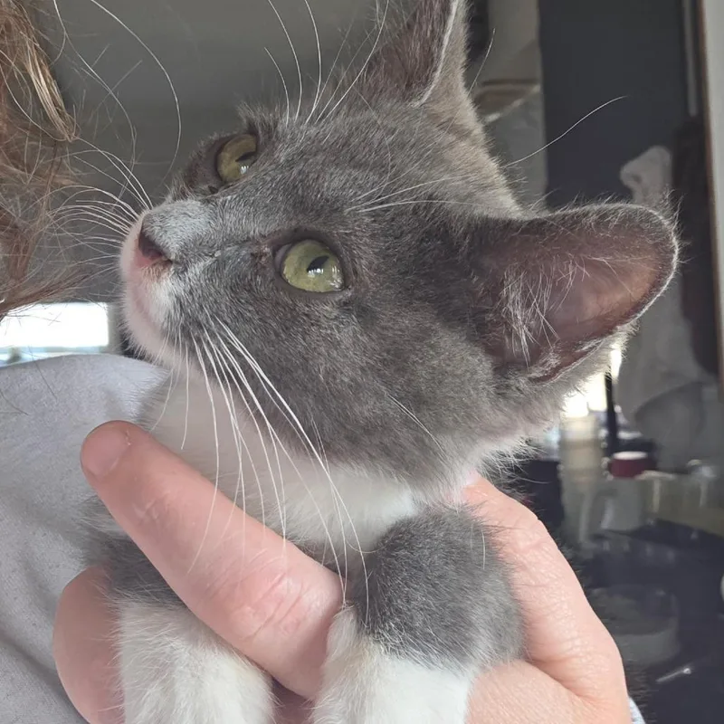 Remy thumbnail 3