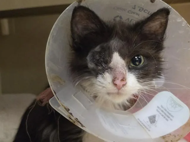 A baby small-sized female Domestic Short Hair cat named Hypatia for adoption in Martinez, CA