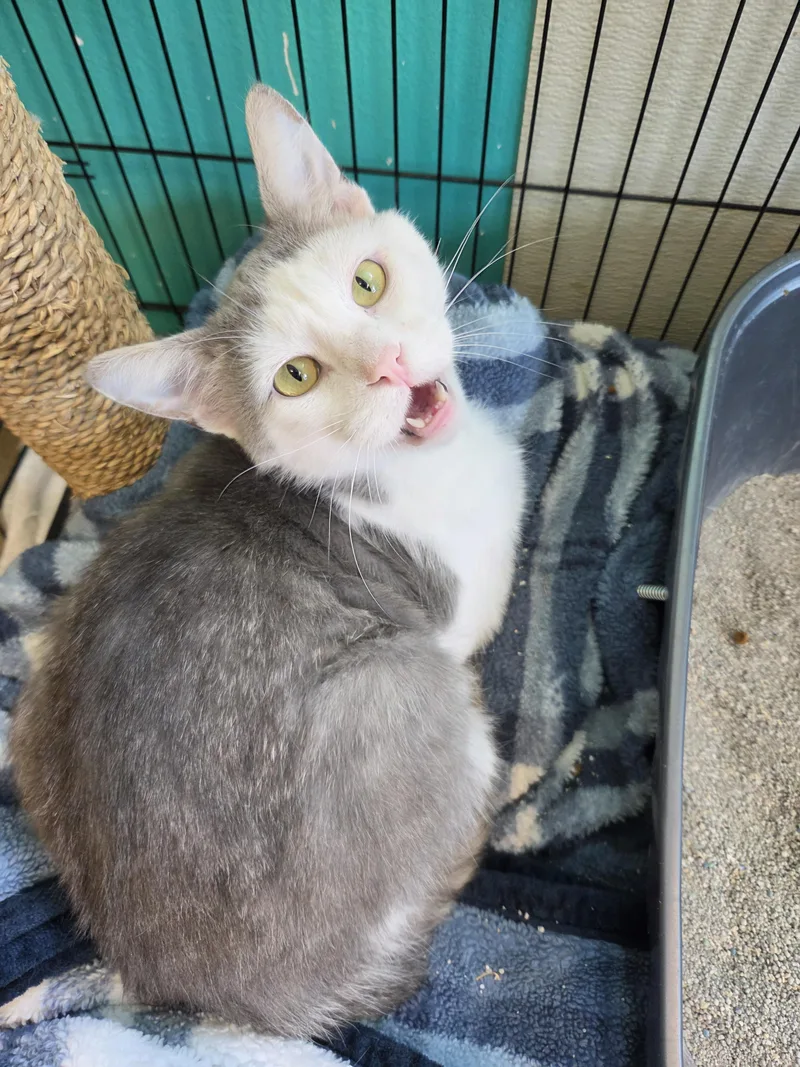 An adult medium-sized male Gray & White Domestic Short Hair cat named Cash App for adoption in Brookings, SD