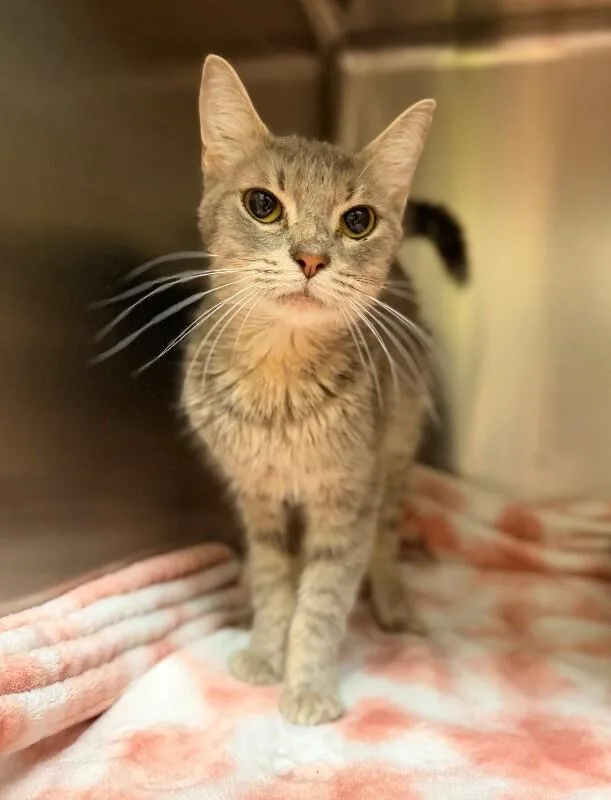 An adult medium-sized female Gray / Blue / Silver Domestic Short Hair cat named Wisp for adoption in Disputanta, VA