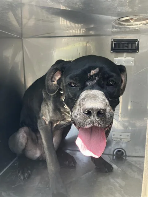 An adult large-sized female Mixed Breed dog named Midnight for adoption in Dallas, TX