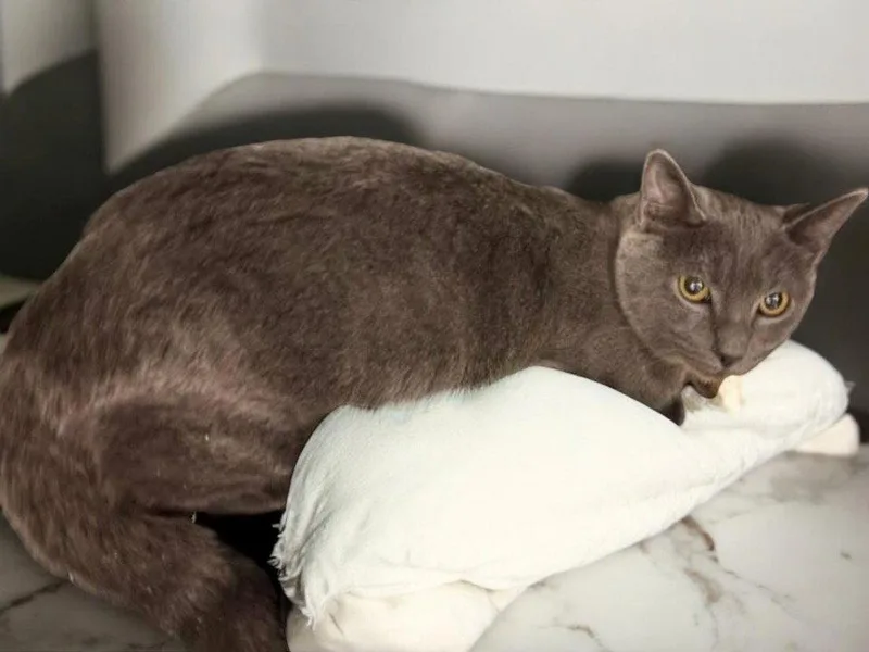 A young medium-sized male Gray / Blue / Silver Domestic Short Hair cat named Clyde for adoption in Champaign, IL