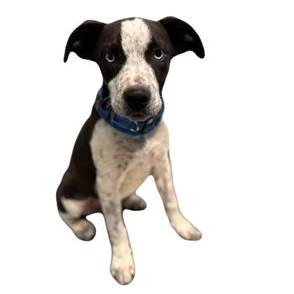 A young medium-sized male Catahoula Leopard Dog dog named Samson for adoption in Red Bluff, CA
