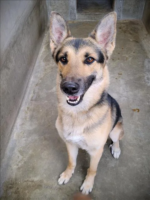 A young medium-sized male German Shepherd Dog dog named Sourdough for adoption in Los Angeles, CA