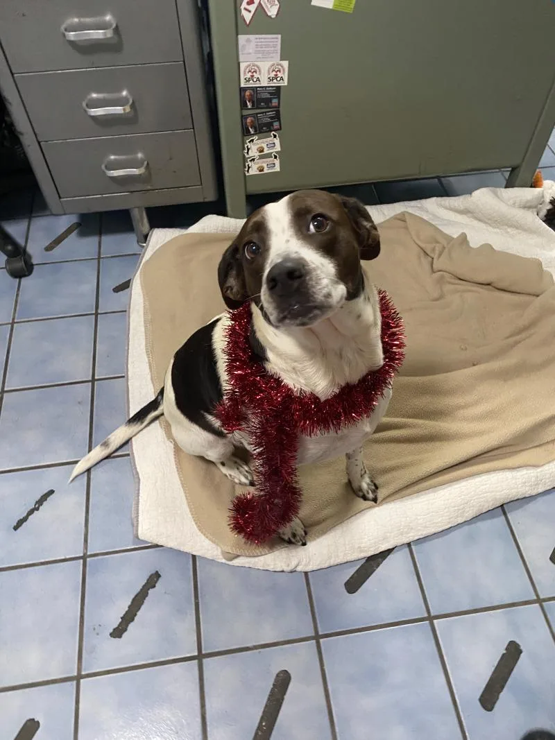 A young medium-sized female Hound dog named Penelope for adoption in Cortland, NY
