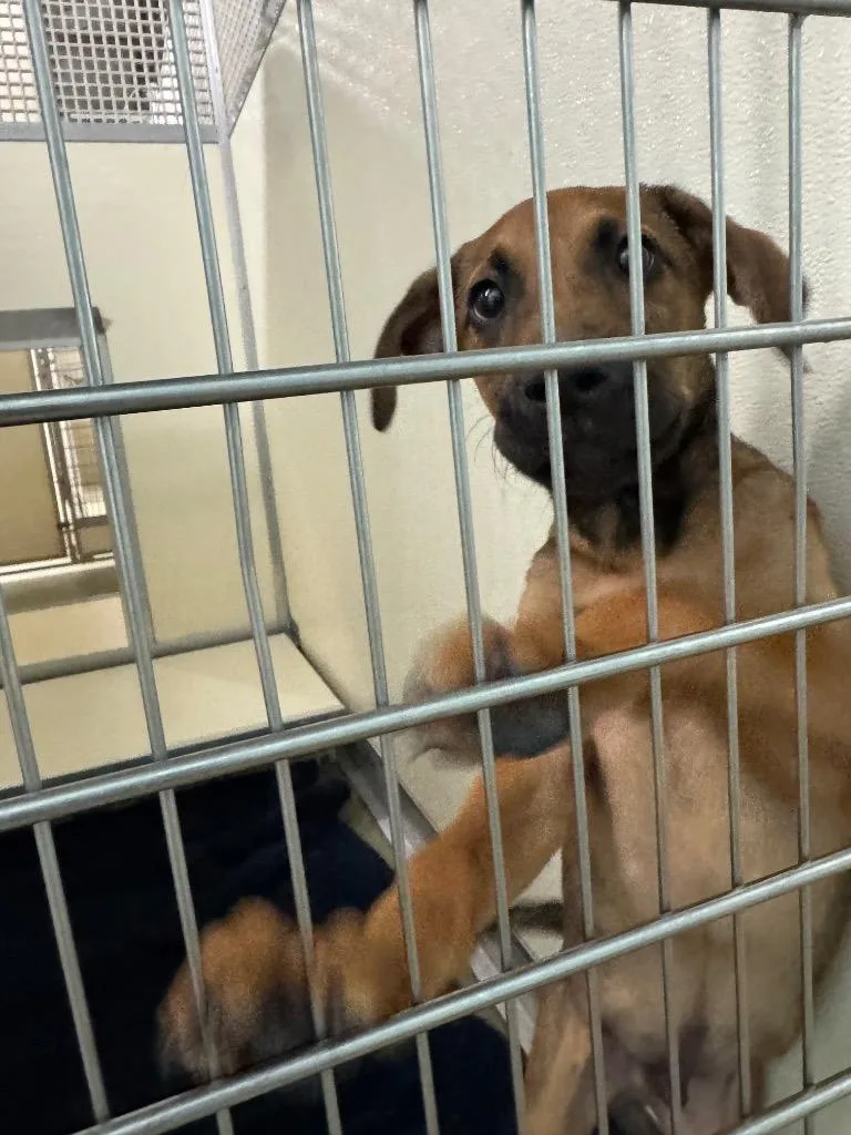 A baby medium-sized male Mixed Breed dog named Bingo for adoption in Columbia, TN