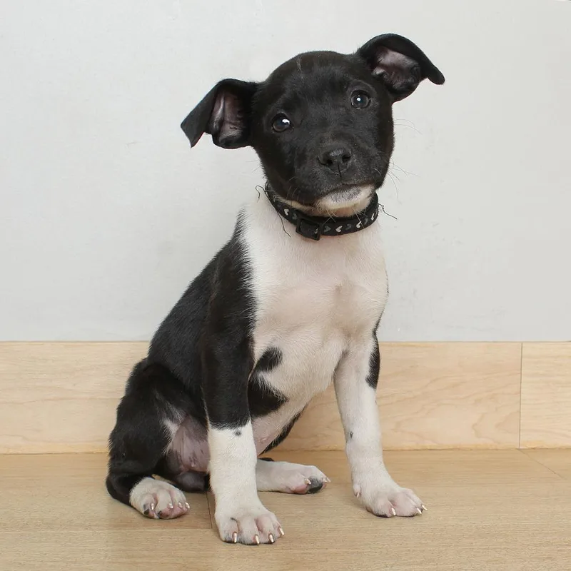 A baby medium-sized female Black Labrador Retriever dog named Fescue D for adoption in Minnetonka, MN