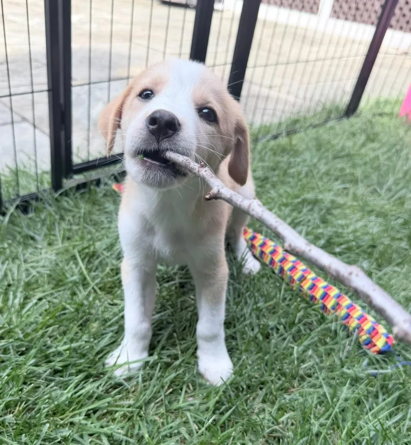 A baby medium-sized male Apricot / Beige Hound dog named Teddy for adoption in Fairfax, VA