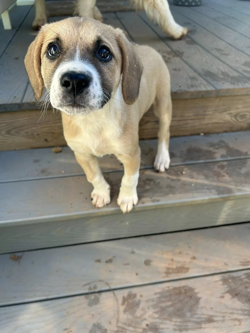 A young medium-sized female Shepherd dog named Haley for adoption in Greenville, SC