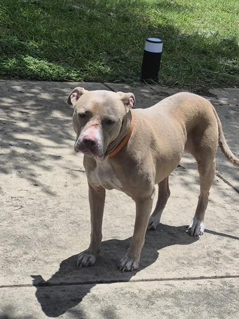An adult medium-sized female American Staffordshire Terrier dog named Shelly for adoption in San Antonio, TX