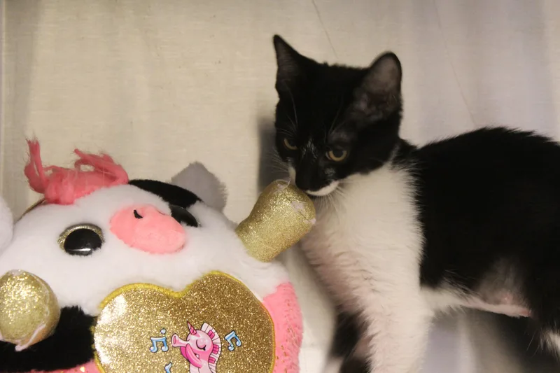 A young medium-sized female Black & White / Tuxedo Tuxedo cat named Wilma for adoption in Yucca Valley, CA