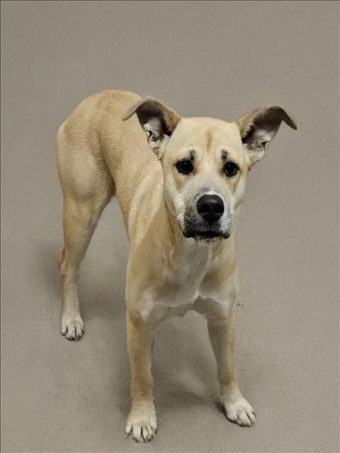 A young medium-sized female German Shepherd Dog dog named London for adoption in Los Angeles, CA