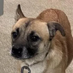 An adult small-sized male Mixed Breed dog named Romaine for adoption in Jacksonville, FL