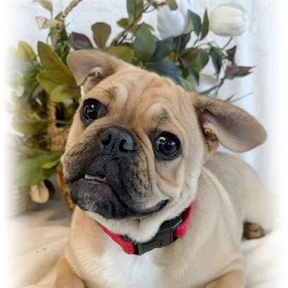 A baby small-sized male Yellow / Tan / Blond / Fawn Pug dog named Epic for adoption in Tulsa, OK