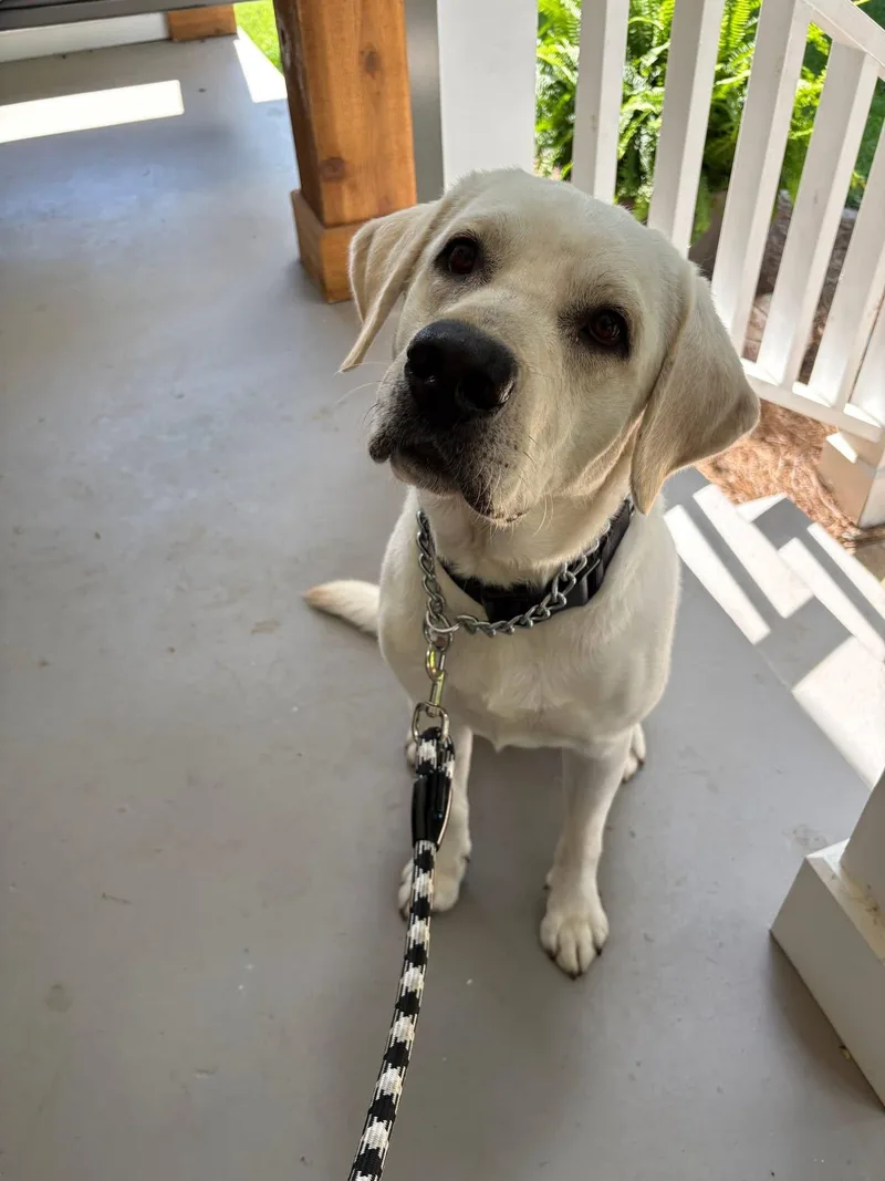 An adult large-sized male Labrador Retriever dog named Crieve for adoption in Nashville, TN