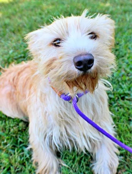 A baby small-sized male Petit Basset Griffon Vendeen dog named Mr Bean for adoption in Morton Grove, IL