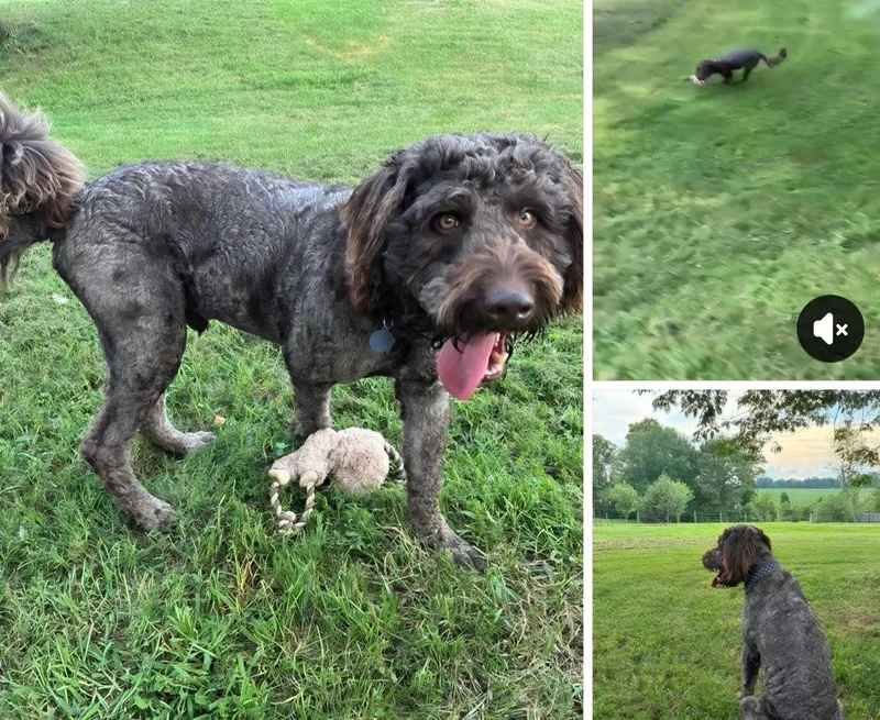 A young medium-sized male Black American Water Spaniel dog named Taz for adoption in Mooresville, NC