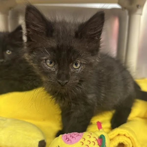 A baby small-sized male Domestic Medium Hair cat named Carpenter for adoption in Walnut Creek, CA
