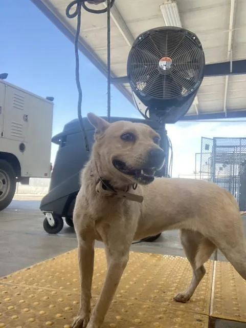 A young medium-sized female Australian Cattle Dog / Blue Heeler dog named Dawn for adoption in Bakersfield, CA