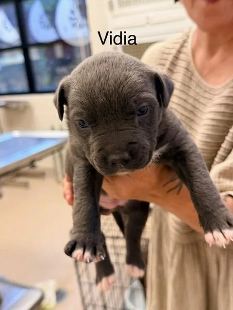 A baby medium-sized female Labrador Retriever dog named Vidia for adoption in Madison, GA