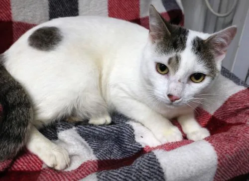 An adult medium-sized male Domestic Short Hair cat named Ezio for adoption in Thief River Falls, MN