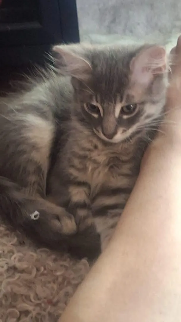 A baby small-sized male Domestic Medium Hair cat named Henry for adoption in Rio Linda, CA