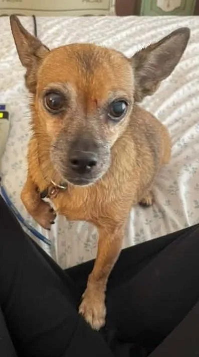An adult small-sized female Chihuahua dog named Roxy for adoption in Marana, AZ