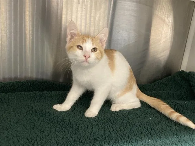 A baby small-sized male Domestic Short Hair cat named Patroclus for adoption in Tustin, CA