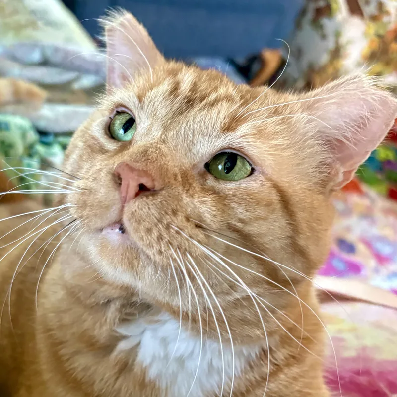 An adult large-sized male Orange / Red Domestic Short Hair cat named Honey for adoption in Akron, OH