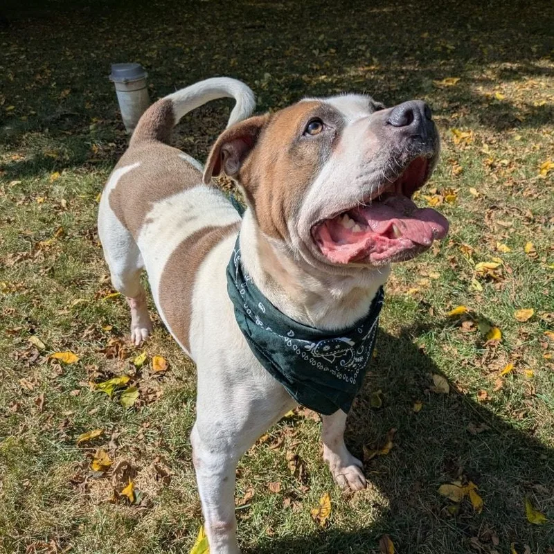 An adult large-sized male Brown / Chocolate Mixed Breed dog named Captain Sponsored for adoption in Attica, MI