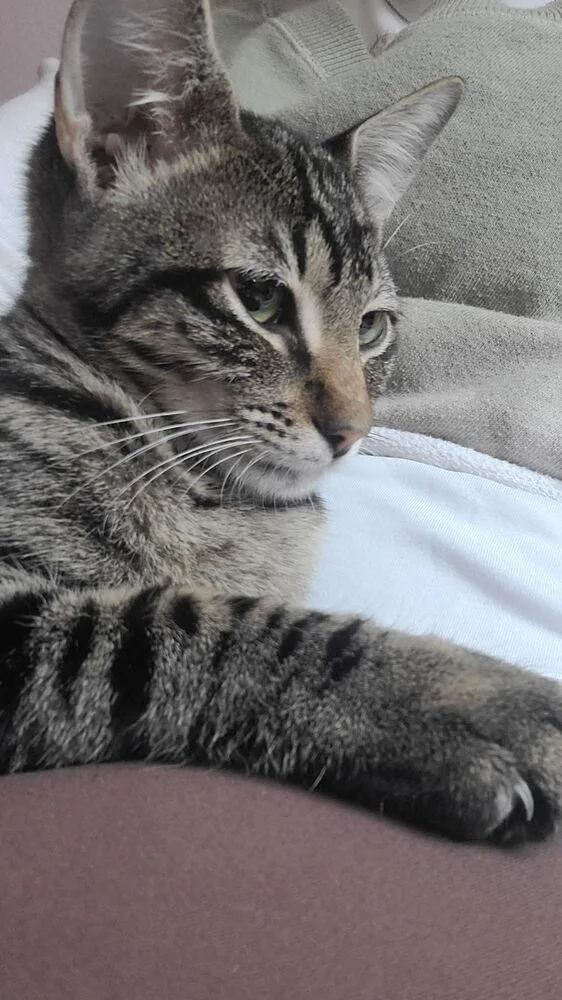 Simon Toast thumbnail 2