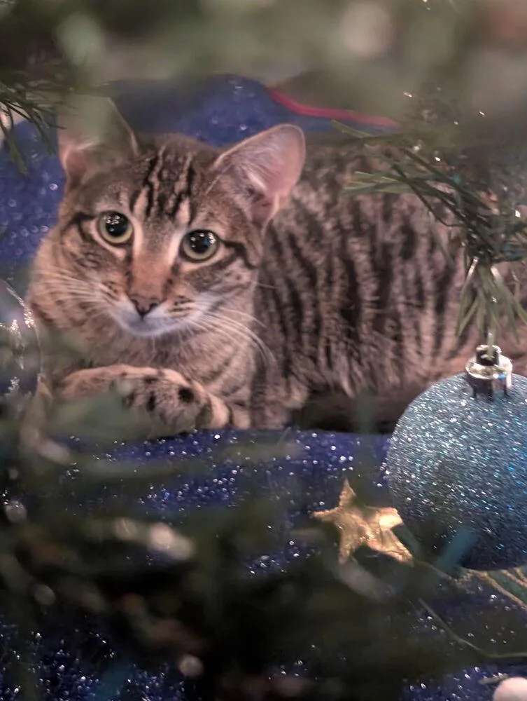 Simon Toast thumbnail 3