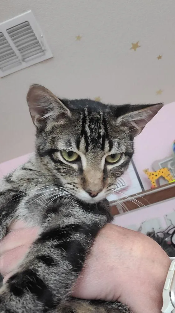 Simon Toast thumbnail 4