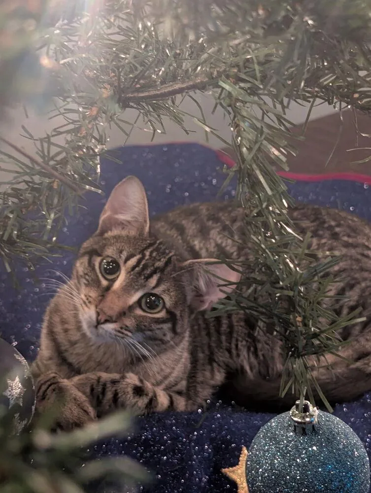 Simon Toast thumbnail 5