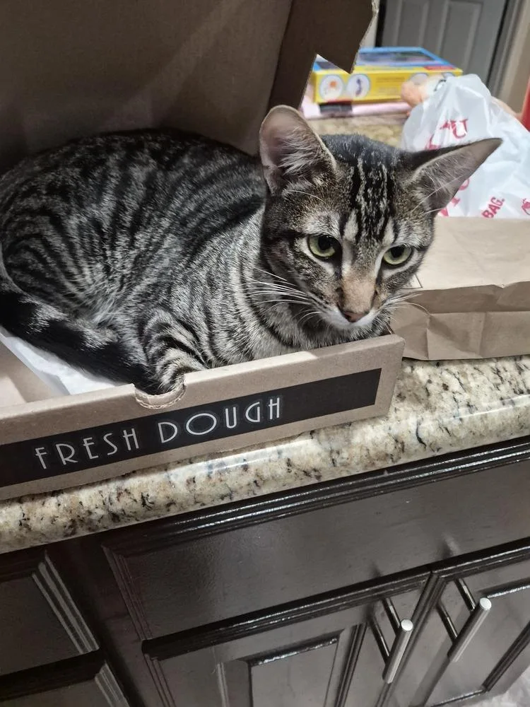 Simon Toast thumbnail 6