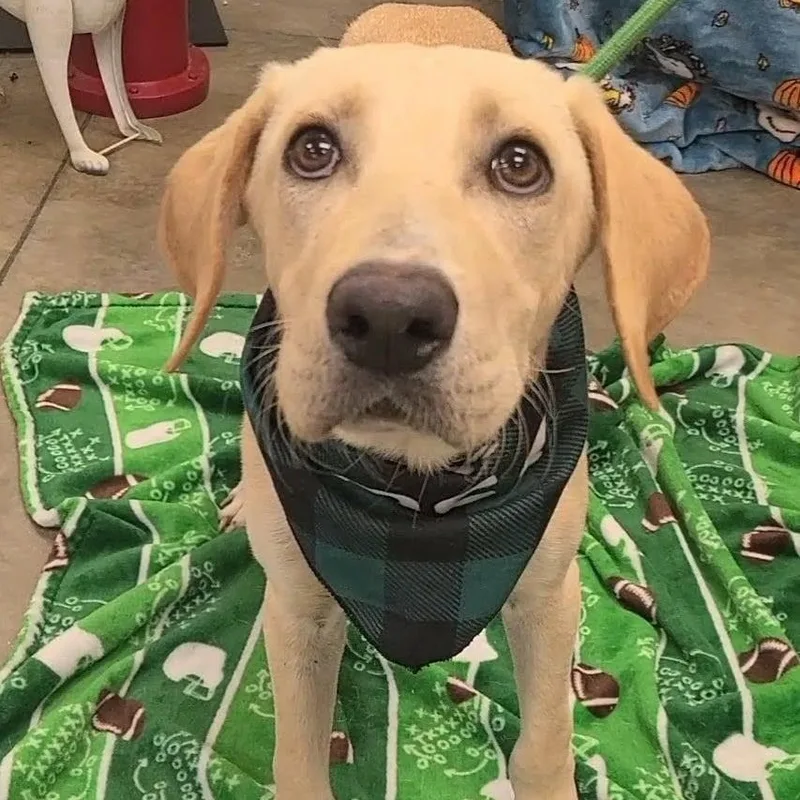 A young medium-sized male Labrador Retriever dog named Polar for adoption in Woolwich, ME
