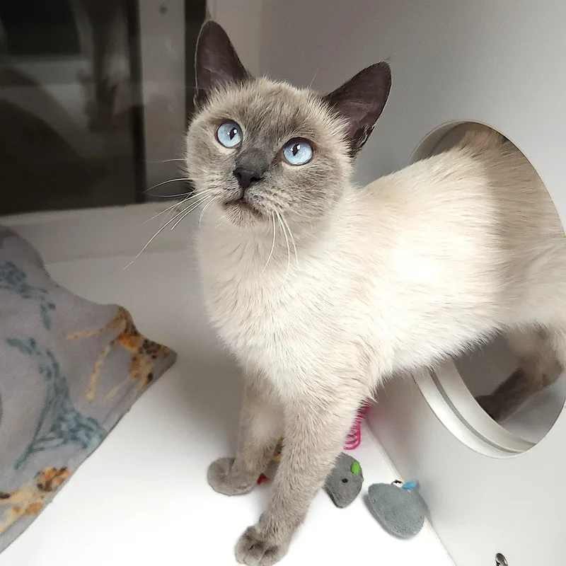 A young medium-sized female Lilac Point Siamese cat named Calligator for adoption in Marshfield, WI