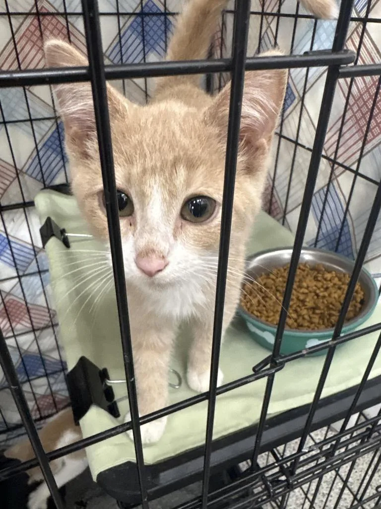 A young medium-sized male Domestic Short Hair cat named Pineapple for adoption in Black River Falls, WI