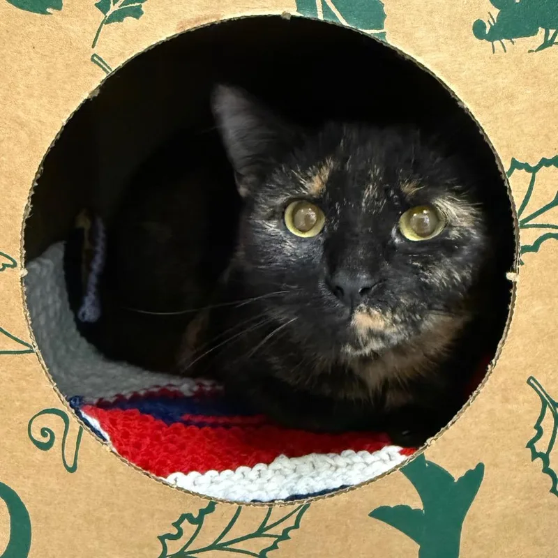 A young medium-sized female Tortoiseshell Domestic Short Hair cat named Spotty for adoption in Fairport, NY