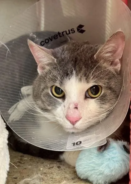 An adult small-sized male Domestic Short Hair cat named Grayson for adoption in Madison, NJ