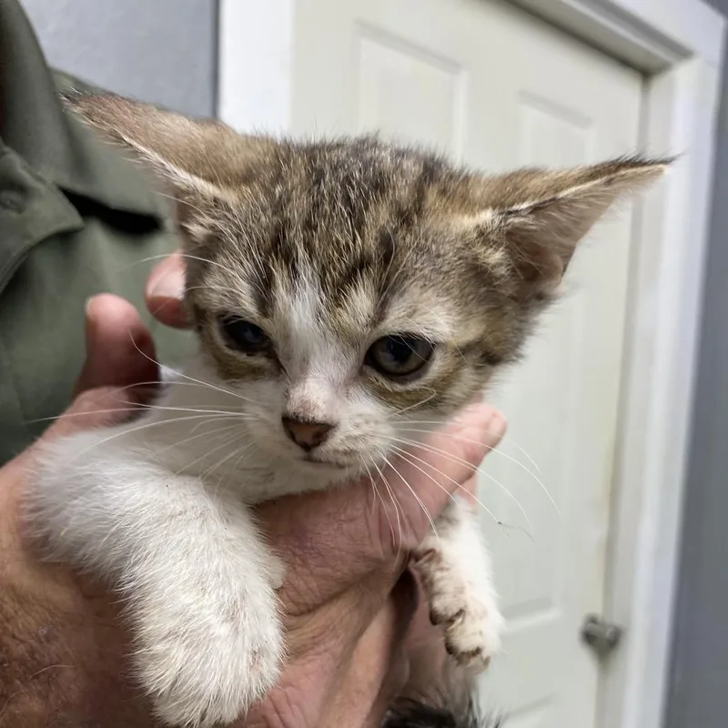 A baby small-sized female Brown / Chocolate Domestic Short Hair cat named Tuna for adoption in Houston, TX