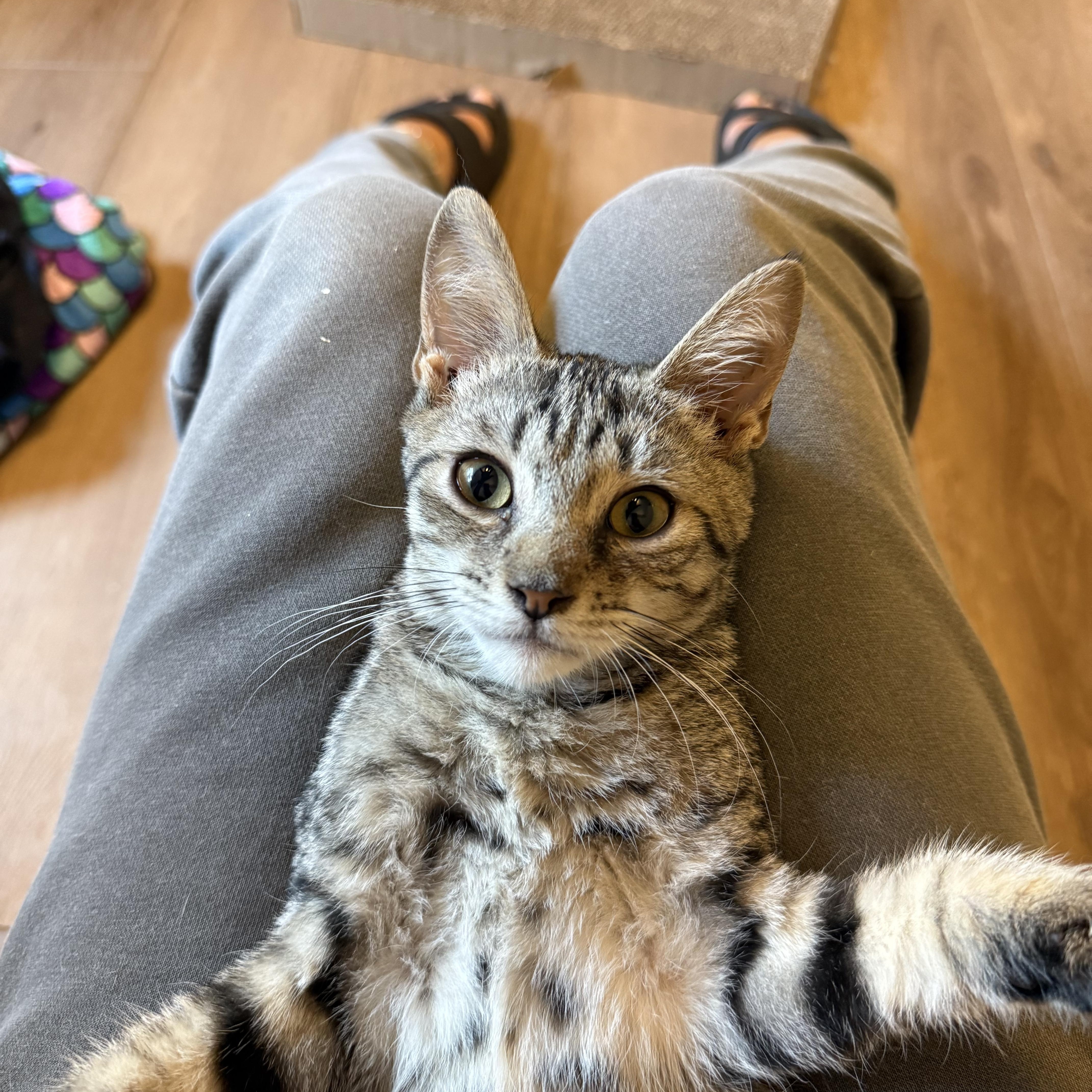 A young medium-sized male Tabby (Brown / Chocolate) Domestic Short Hair cat named Dakota for adoption in Rochester, NY