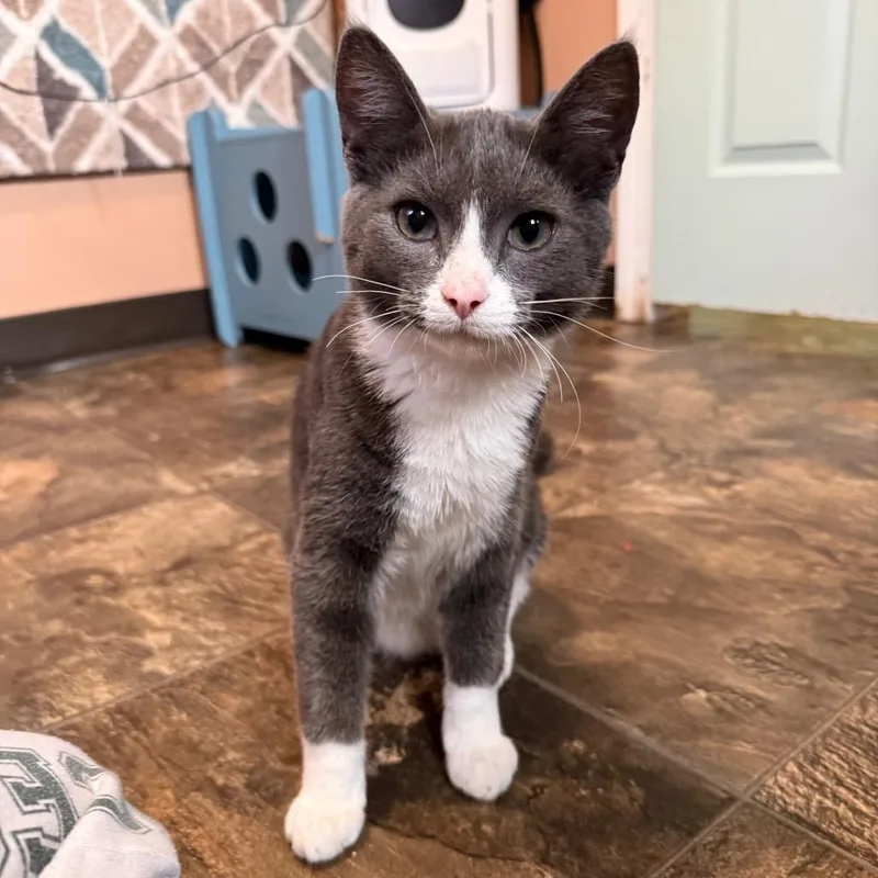 A young medium-sized male Domestic Short Hair cat named Kendarius for adoption in Priest River, ID