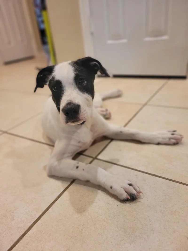A baby medium-sized male White / Cream Labrador Retriever dog named Baloo MDT for adoption in Missouri City, TX