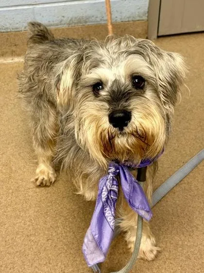 An adult medium-sized male Mixed Breed dog named Podo for adoption in Chamblee, GA