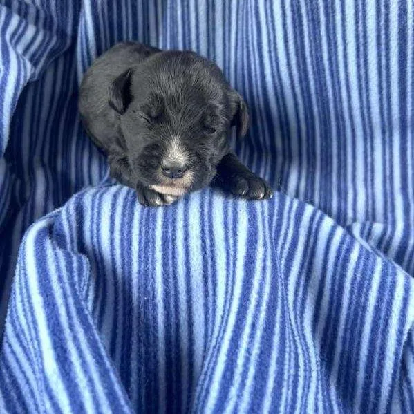 Axel  Pup