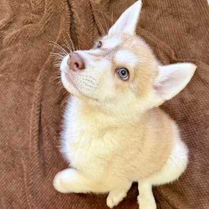 A baby large-sized male Siberian Husky dog named Levi for adoption in Largo, FL