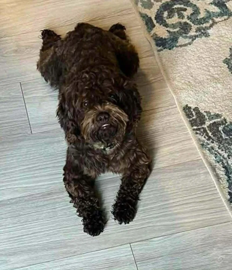 An adult small-sized male Brown / Chocolate Poodle dog named Yogi for adoption in Aurora, IN