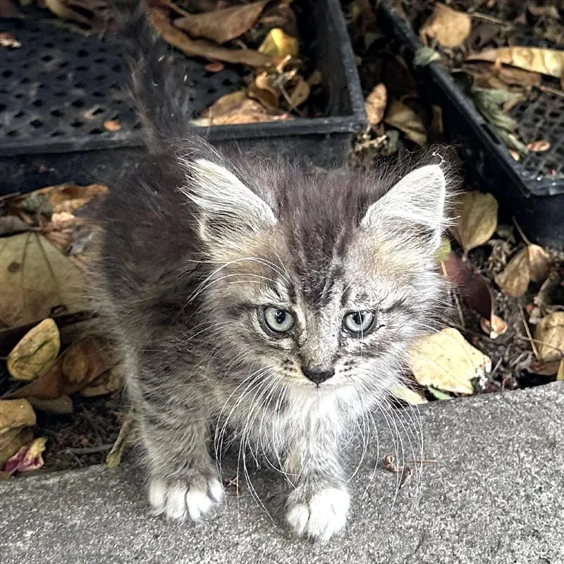 A baby small-sized male Gray / Blue / Silver Domestic Short Hair cat named Homer for adoption in Pacific Palisades, CA