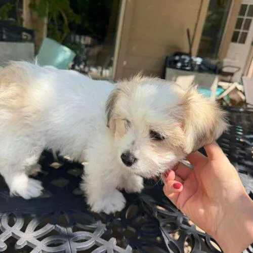 A baby small-sized male Yellow / Tan / Blond / Fawn Jack Russell Terrier dog named Valentino for adoption in Broken Arrow, OK